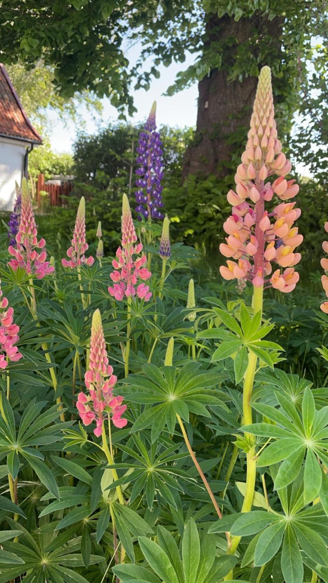 Trennegarden B&B Mjöhult Zewnętrze zdjęcie